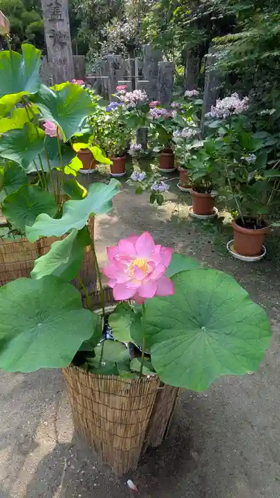 岡寺(龍蓋寺)(奈良県)