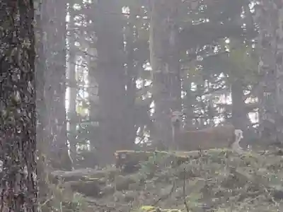 七面山敬慎院の動物