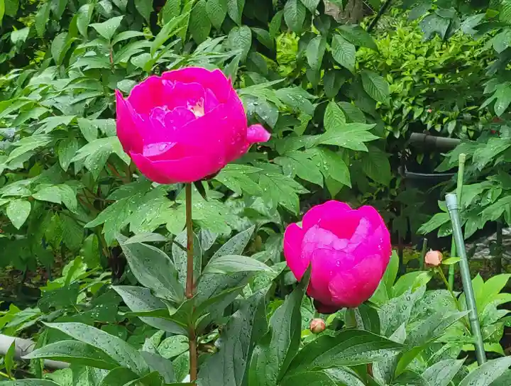 浄明院(愛媛県)