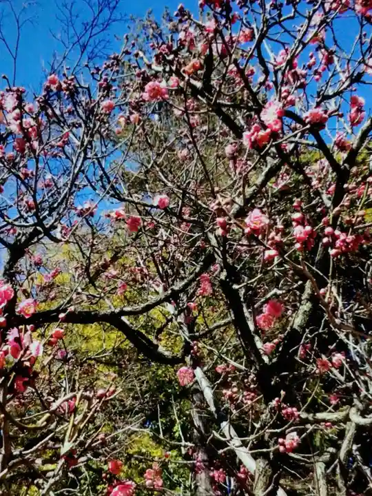 中野沼袋氷川神社(東京都)