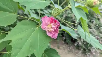 真正極楽寺(真如堂)(京都府)