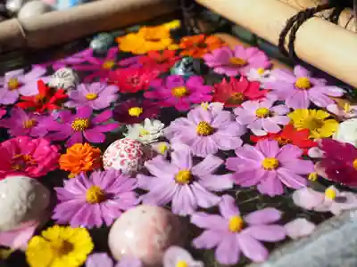 コスモスの花手水