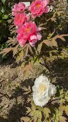 六孫王神社(京都府)