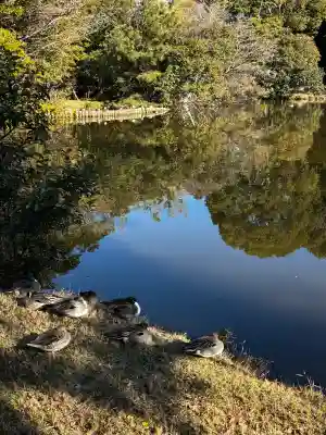 菊田神社の{uncategorized: "未分類", other: "その他", undefined: "問題あり", building: "その他建物", grave: "お墓", sacred_gate: "鳥居", guardian: "狛犬", statue: "像", buddha: "仏像", history: "歴史", nature: "自然", garden: "庭園", animal: "動物", pagoda: "塔", temizu: "手水舎", mountain_gate: "山門・神門", sanctuary: "本殿・本堂", subordinate: "末社・摂社", art: "芸術", scenery: "景色", jizo: "地蔵", ema: "絵馬", goshuin: "御朱印", omikuji: "おみくじ", items: "授与品その他", amulet: "お守り", goshuincho: "御朱印帳", eats: "食事", festival: "お祭り", votive_dance: "神楽", shichigosan: "七五三参", wedding: "結婚式", experience: "体験その他", initially: "初詣", around: "周辺", anti_infection: "感染症対策"}