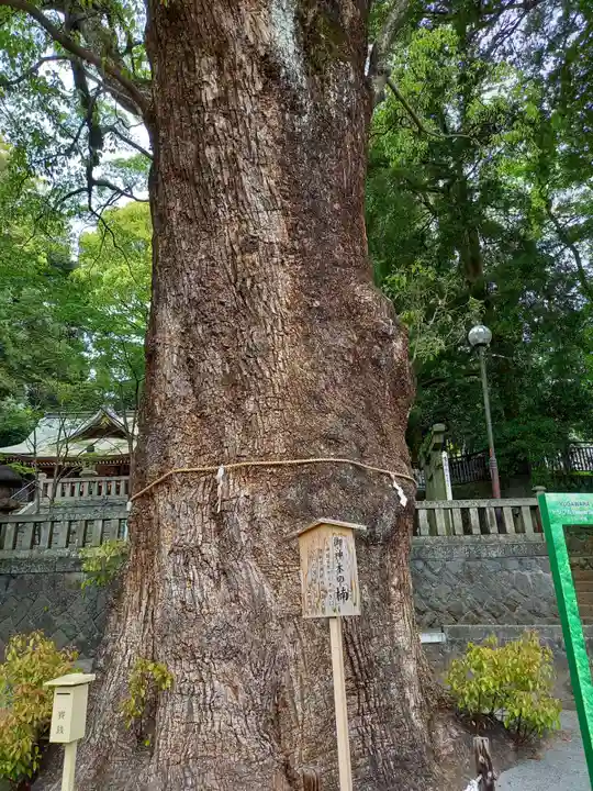 五所神社の自然