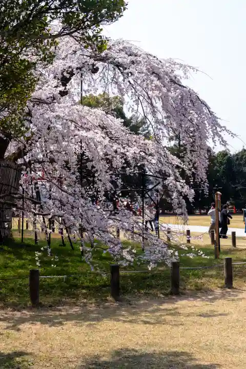 賀茂別雷神社(上賀茂神社)(京都府)