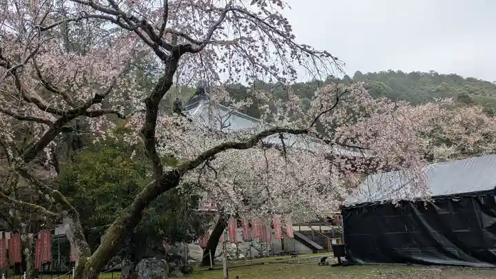 醍醐寺(京都府)