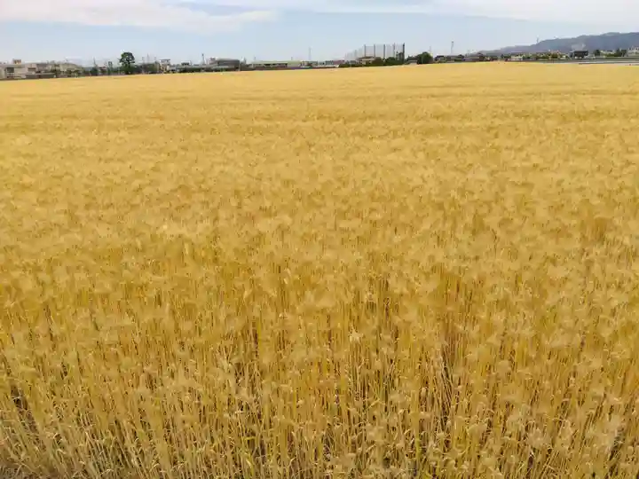 福井神社(福井県)