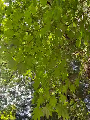 戸隠神社火之御子社(長野県)
