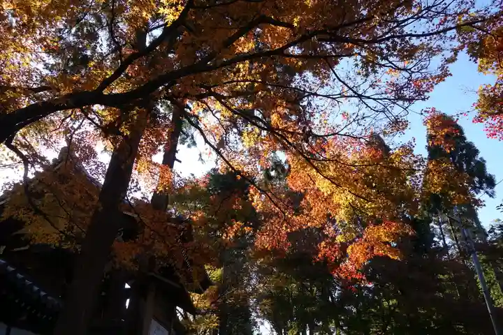 東福禅寺(東福寺)の自然