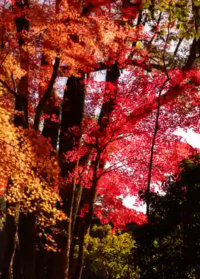 賀茂別雷神社（上賀茂神社）(京都府)