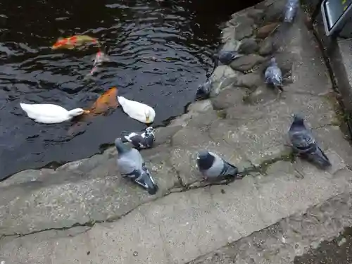 平塚八幡宮の動物