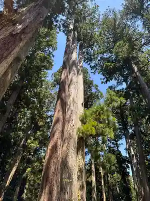 高野山金剛峯寺奥の院(和歌山県)