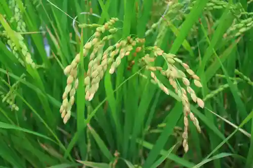 東京大神宮の自然