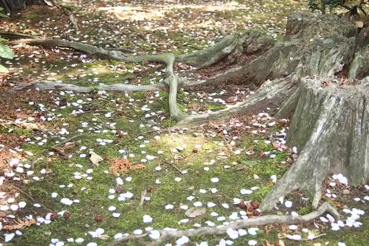 豪徳寺(東京都)