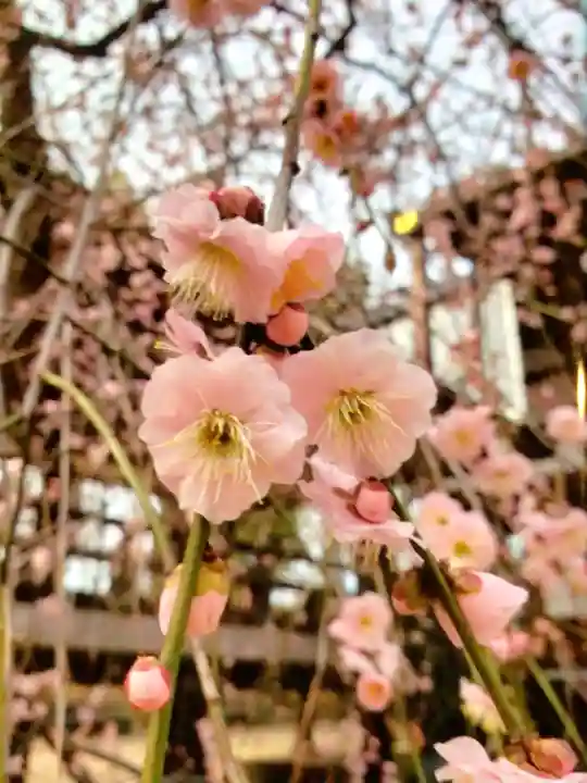 妙法寺(東京都)