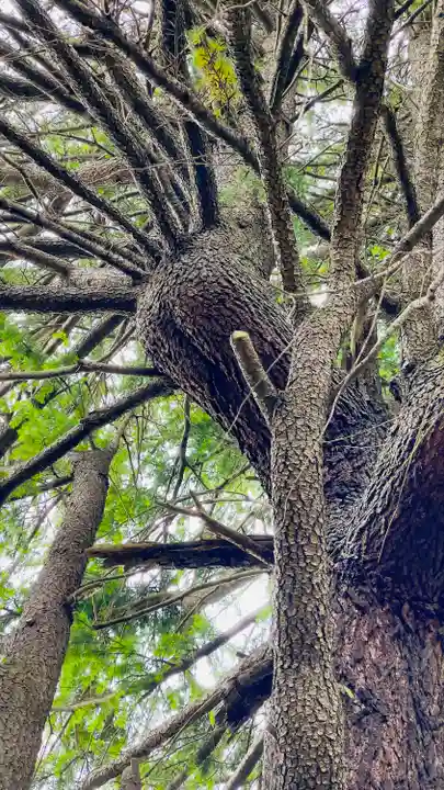 上青木氷川神社(埼玉県)