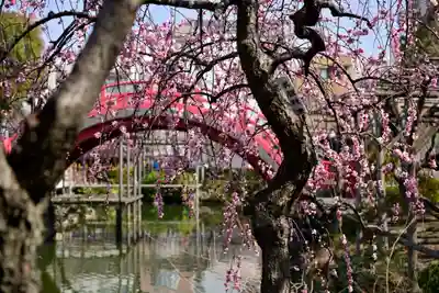 亀戸天神社(東京都)