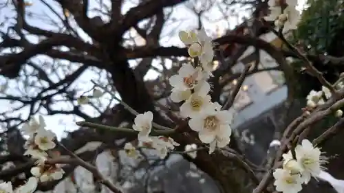 赤羽八幡神社の自然