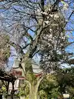 台林寺(栃木県)