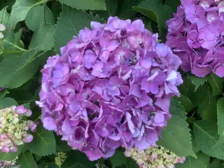 三輪神社の自然