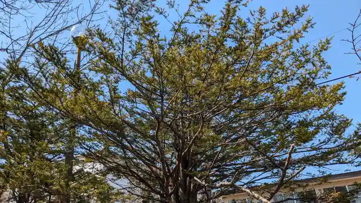 三吉神社の自然