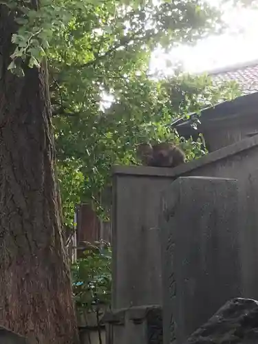 小野照崎神社の動物