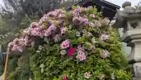 八幡神社の自然