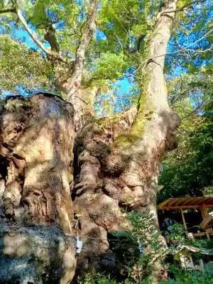 來宮神社(静岡県)