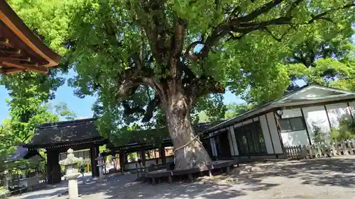 平野神社(京都府)