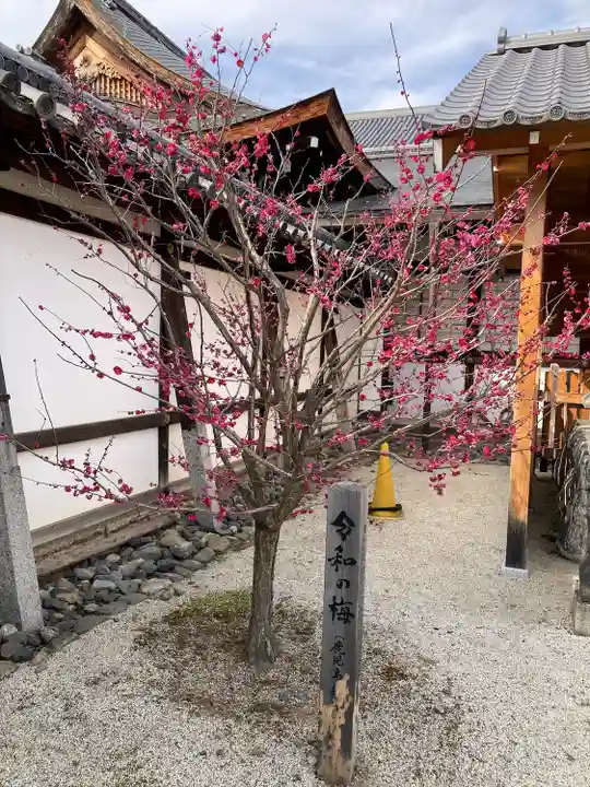 聖護院門跡の自然