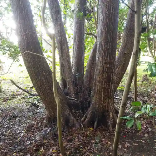 出世稲荷神社の自然