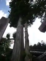 鳴谷神社の自然