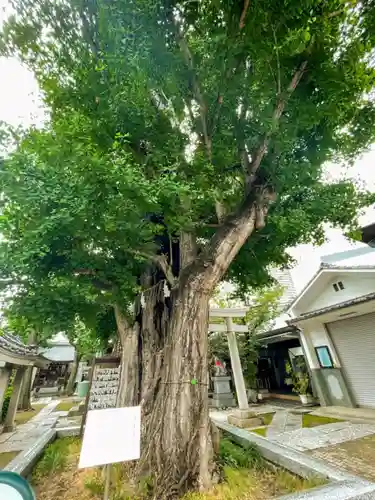 飛木稲荷神社の自然