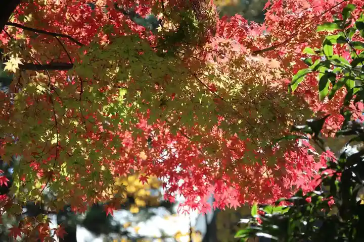 開成山大神宮の自然