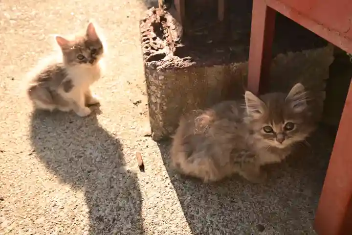 若宮神社(大松若宮八幡社)(愛媛県)