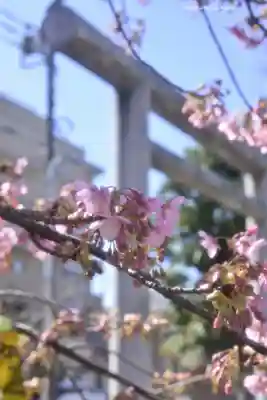 桜神宮(東京都)