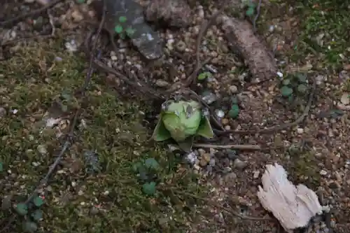 愛宕神社の自然