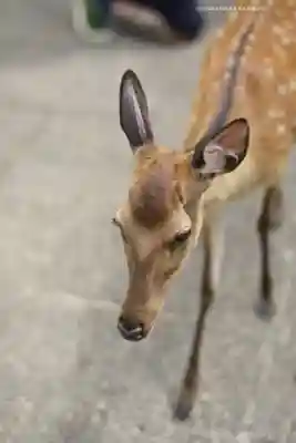 厳島神社(広島県)