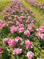 宮前霹靂神社の{uncategorized: "未分類", other: "その他", undefined: "問題あり", building: "その他建物", grave: "お墓", sacred_gate: "鳥居", guardian: "狛犬", statue: "像", buddha: "仏像", history: "歴史", nature: "自然", garden: "庭園", animal: "動物", pagoda: "塔", temizu: "手水舎", mountain_gate: "山門・神門", sanctuary: "本殿・本堂", subordinate: "末社・摂社", art: "芸術", scenery: "景色", jizo: "地蔵", ema: "絵馬", goshuin: "御朱印", omikuji: "おみくじ", items: "授与品その他", amulet: "お守り", goshuincho: "御朱印帳", eats: "食事", festival: "お祭り", votive_dance: "神楽", shichigosan: "七五三参", wedding: "結婚式", experience: "体験その他", initially: "初詣", around: "周辺", anti_infection: "感染症対策"}