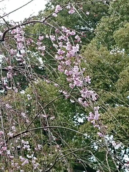 代々木八幡宮の自然