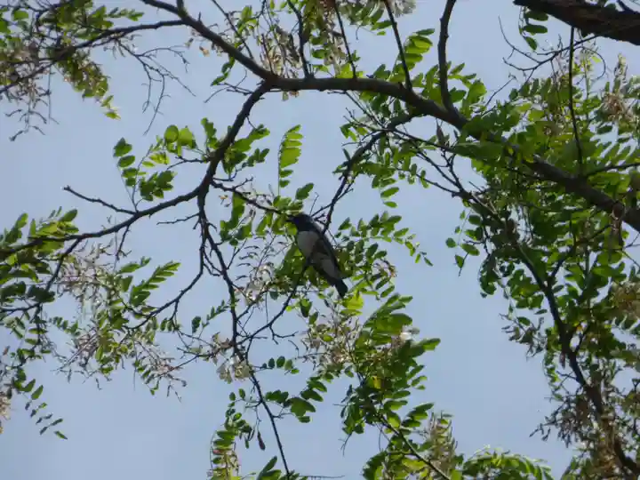 留辺蘂神社の動物