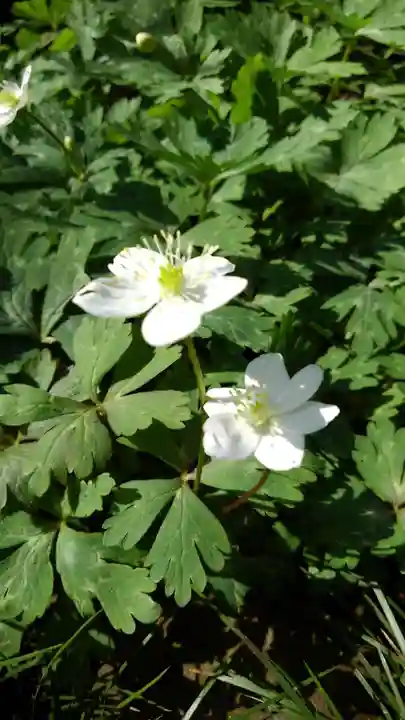 武蔵国分寺の自然
