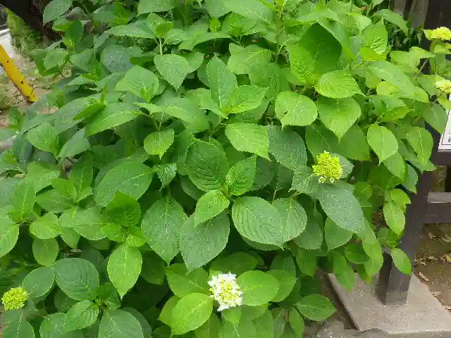 極楽寺(霊鷲山感應院極楽律寺)の自然