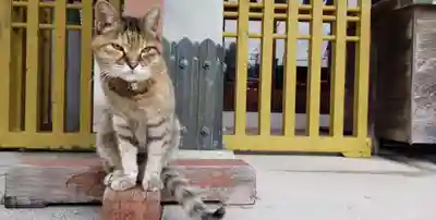 白髭神社の動物