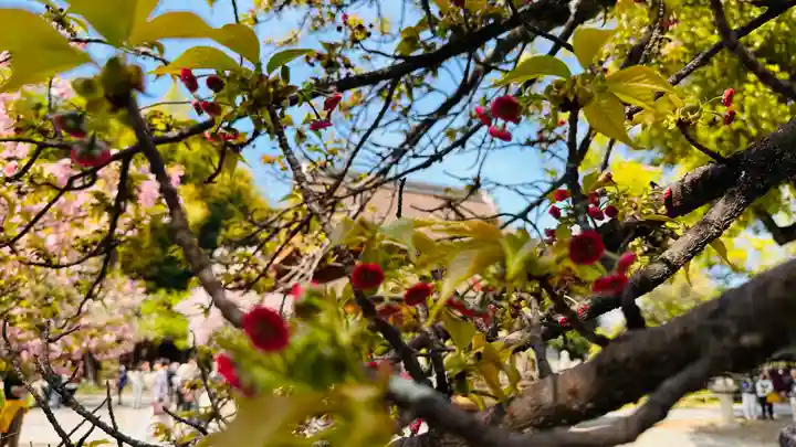 平野神社(京都府)