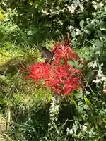 国上寺(新潟県)