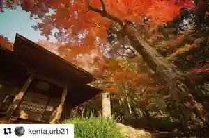 普門寺(切り絵御朱印発祥の寺)の自然(2020年02月28日(金) 20時10分37秒投稿)