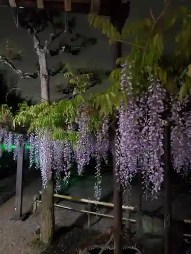 太巌寺（ふじの寺）の自然