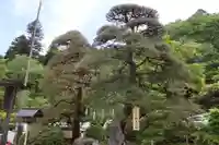 宝登山神社(埼玉県)